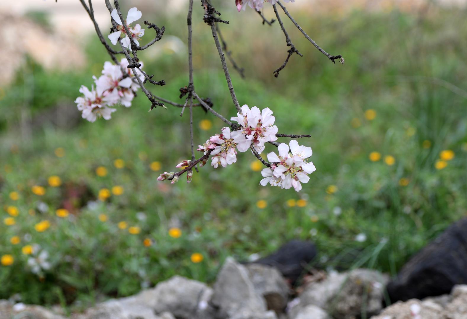 07.02.2024.,Sibenik-Zbog velikih promjena temperatura i zatopljenja procvjetali su badem a i pcele su pocele sakupljati slatke sokove.  Photo: Dusko Jaramaz/PIXSELL