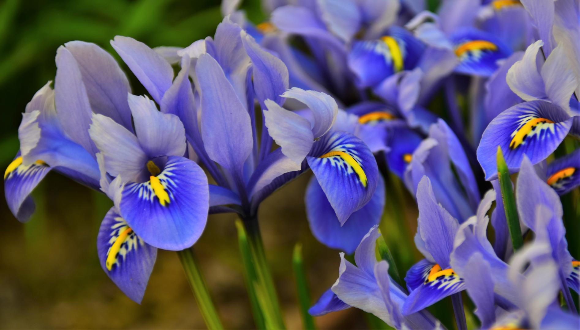 20. Hrvatski nacionalni cvijet je perunika, točnije Iris Croatica, koja je zaštićena i smatra se simbolom prirodne ljepote zemlje.