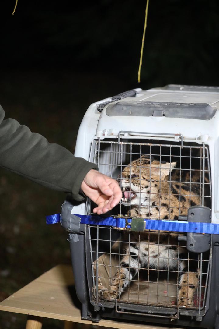 05.01.2024., Zelin Mrzlovodicki - Serval ulovljen u podrumu obiteljske kuce Paola Scrobogne u Gorskom kotaru. Photo: Goran Kovacic/PIXSELL