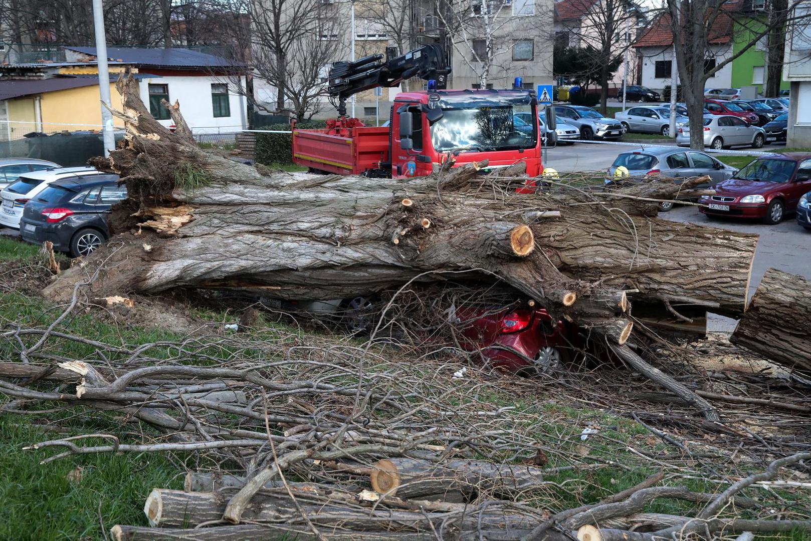 03.02.2023., Zagreb - Jak vjetar na Fallerovom setalistu srusio je stablo jablana na parkiraliste te ostetio vise vozila.  Photo: Zeljko Hladika/PIXSELL