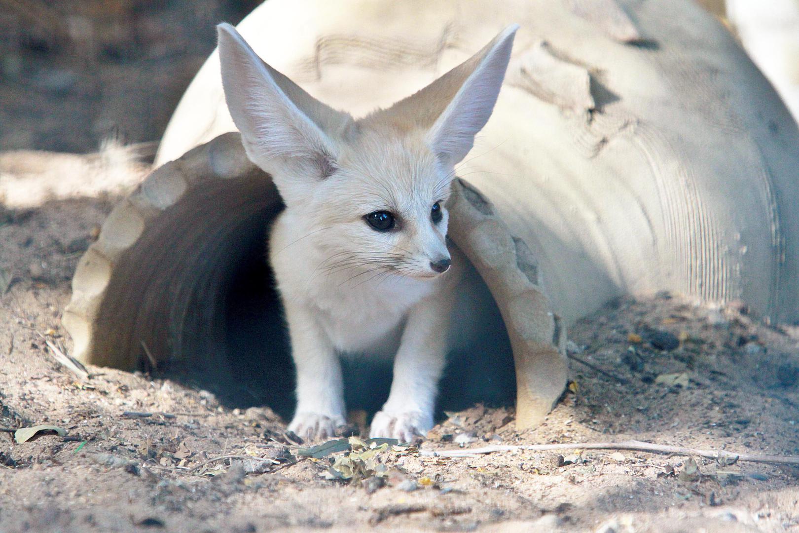 Lisica Fennec. Ovo je vrsta koja se može pronaći u pustinjama sjeverne Afrike. Najmanja je vrsta lisica na svijetu, a karakteristika po kojoj je mnogi prepoznaju su upravo njezine velike uši. 