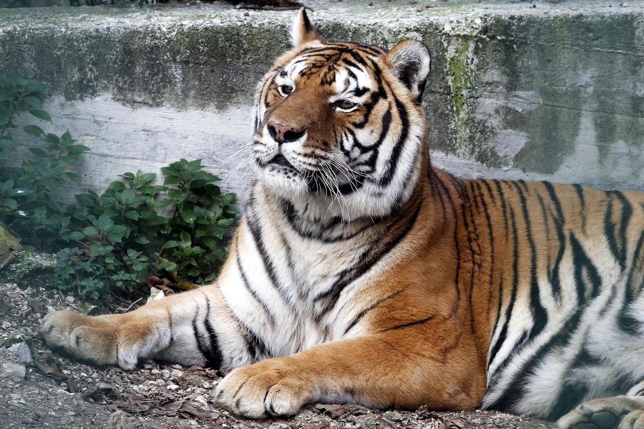 tigar