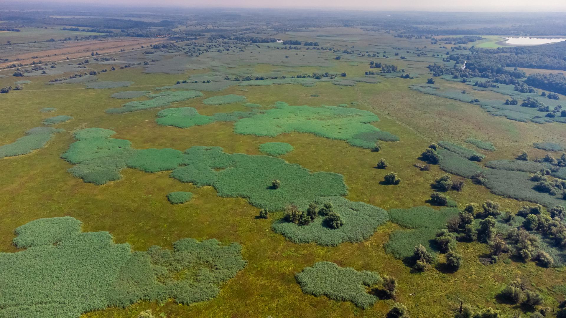 25.08.2022., Kopacki rit - Park prirode Kopacki rit jedna od najvecih mocvara Europe. Zbog niskog vodostaja rijeke Dunav veci dio Kopackog rita je bez vode. Photo: Davor Javorovic/PIXSELL