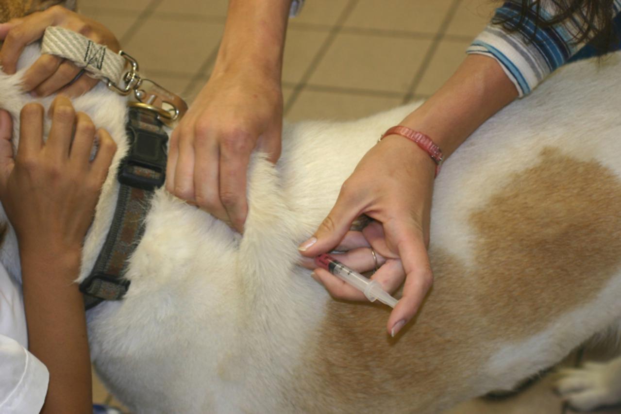 \'Dog getting his immunization shot\'