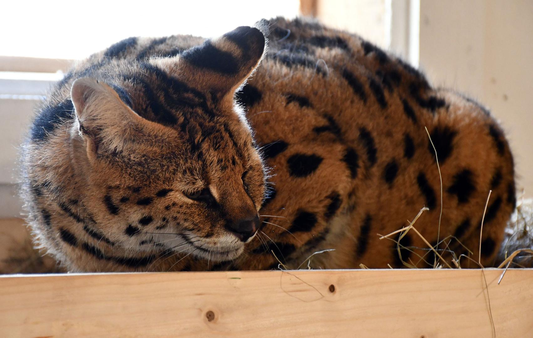 11.01.2024., Ruscica - Macka serval koja je pronadjena u Gorskom Kotaru, trenutno smjestena u Centru za zbrinjavanje zasticenih zivotinja, u privatnom ZOO vrtu Mirka Mileca u Ruscici. Photo: Ivica Galovic/PIXSELL