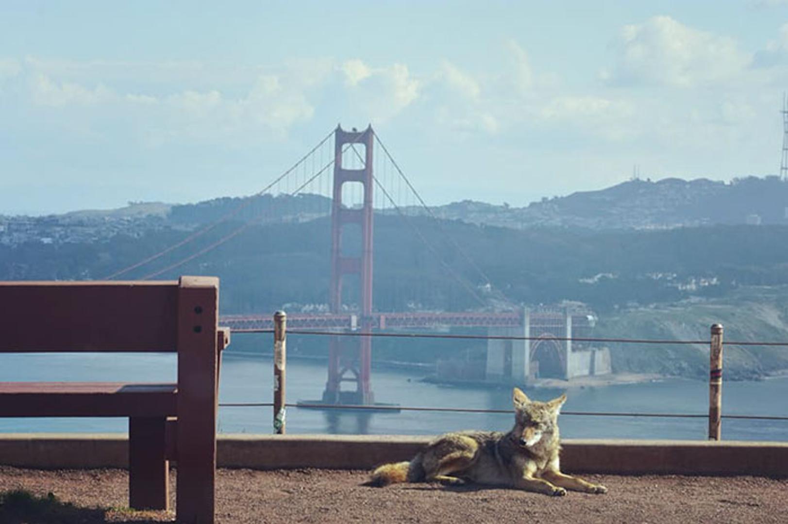 Ova fotografija prikazuje kojota u San Franciscu koji uživa u praznim ulicama.