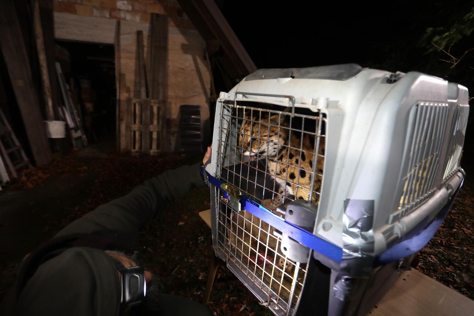 05.01.2024., Zelin Mrzlovodicki - Serval ulovljen u podrumu obiteljske kuce Paola Scrobogne u Gorskom kotaru. Photo: Goran Kovacic/PIXSELL