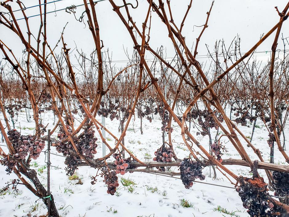 Ledene berbe vinarije KUTJEVO