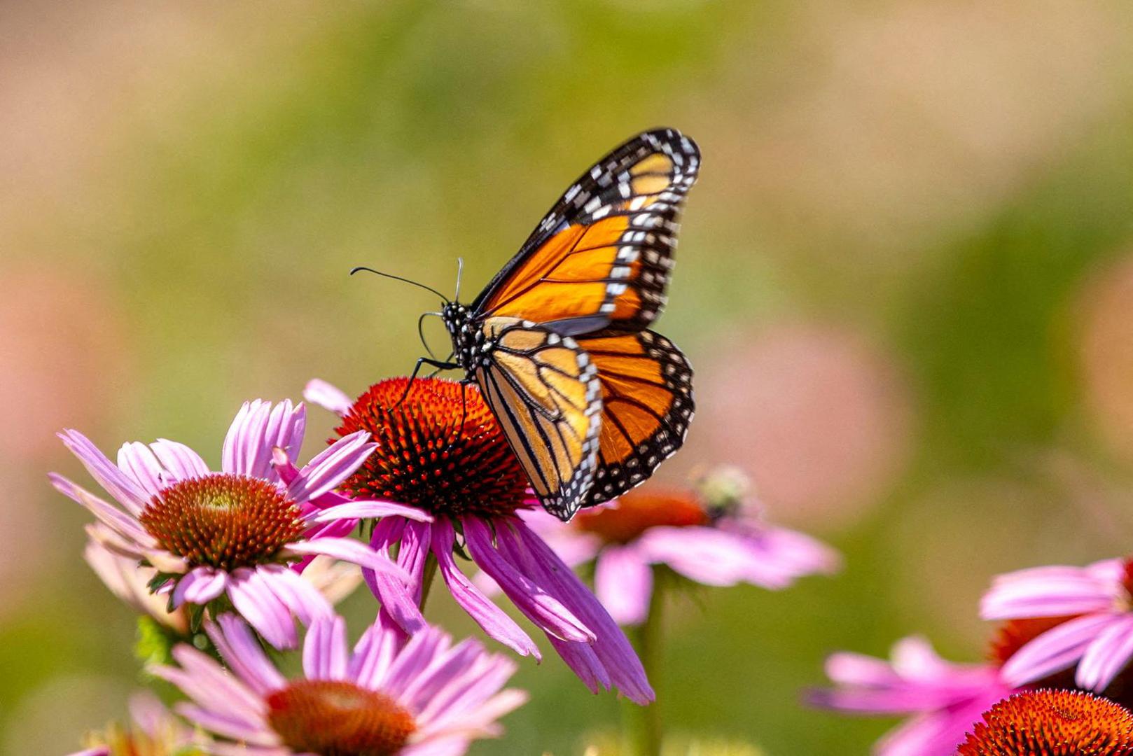 FILE PHOTO: A Monarch butterfly, which is now placed in the endangered category of the International Union for the Conservation of Nature's Red List of Threatened Species, perches at the Royal Botanical Gardens in Burlington, Ontario, Canada July 21, 2022.  REUTERS/Carlos Osorio/File Photo Photo: Carlos Osorio/REUTERS