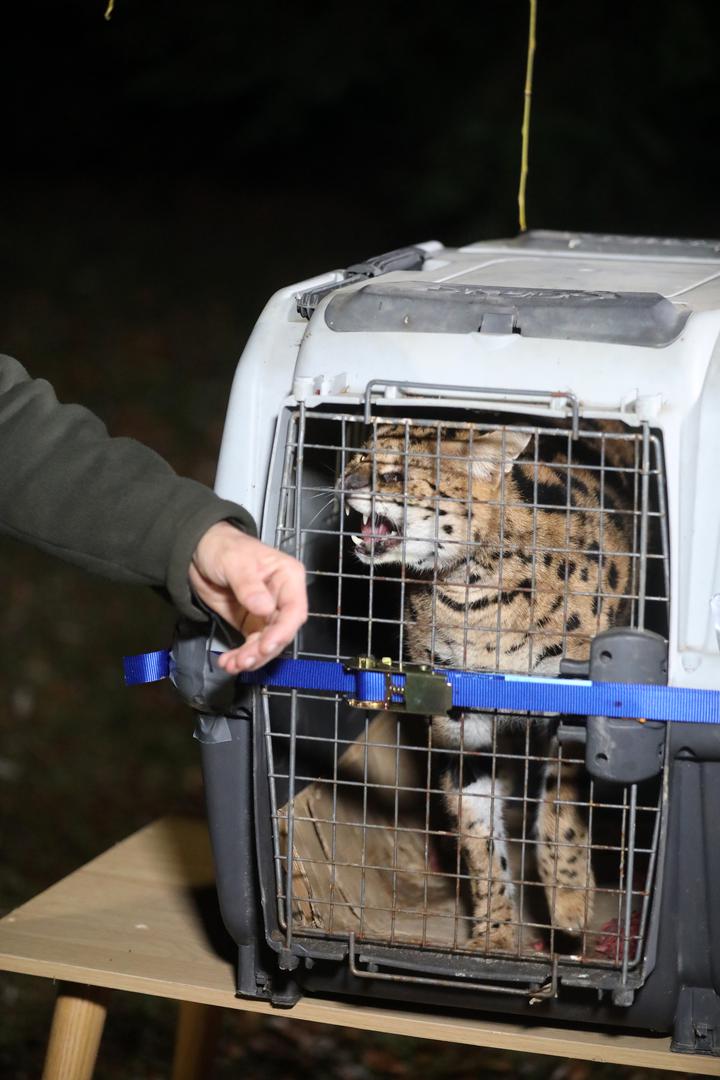 05.01.2024., Zelin Mrzlovodicki - Serval ulovljen u podrumu obiteljske kuce Paola Scrobogne u Gorskom kotaru. Photo: Goran Kovacic/PIXSELL