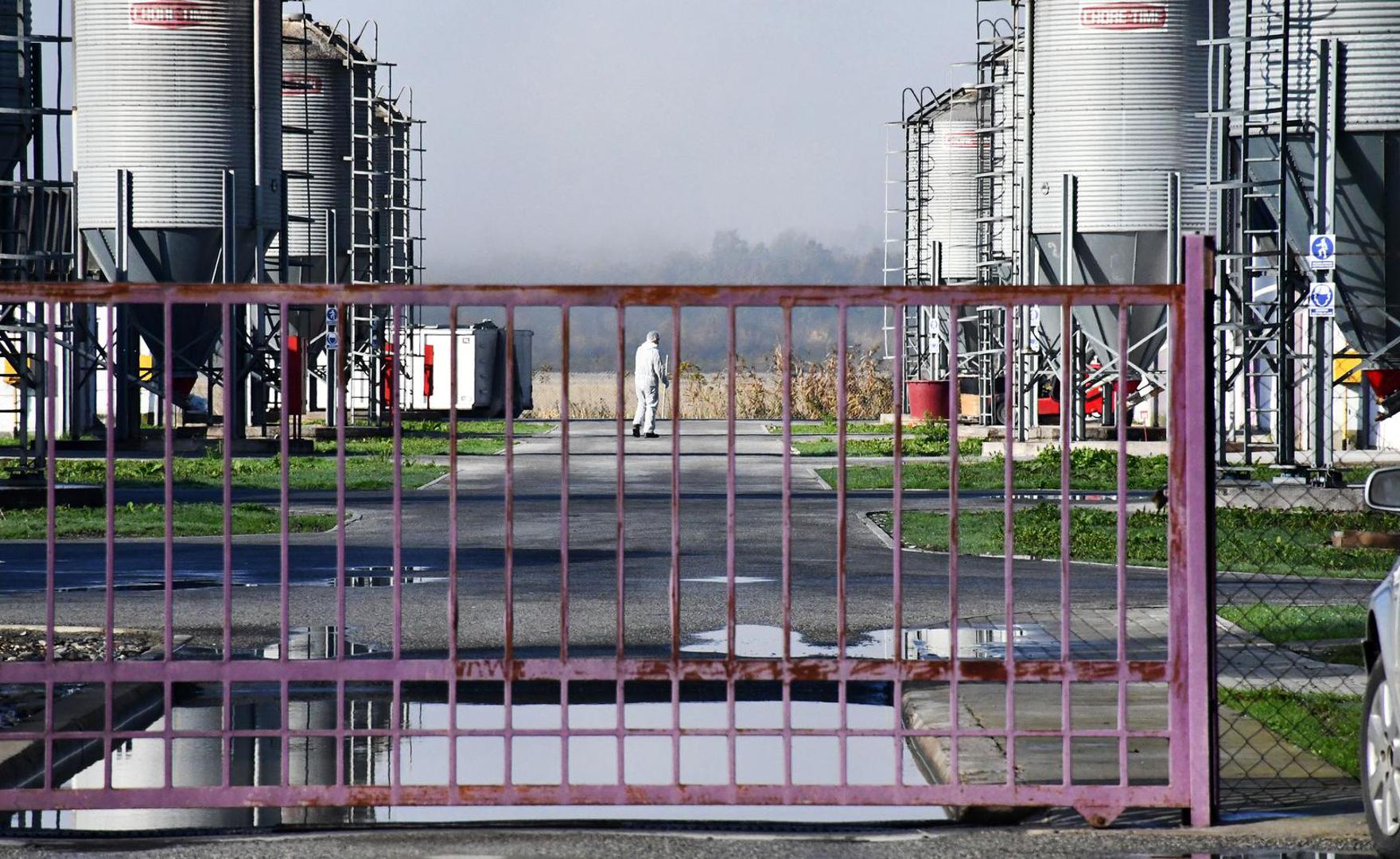 16.11.2023., Slavonski Kobas - Vindonova farma purana u blizini Oriovca na kojoj je otkrivena pticja gripa. Photo: Ivica Galovic/PIXSELL