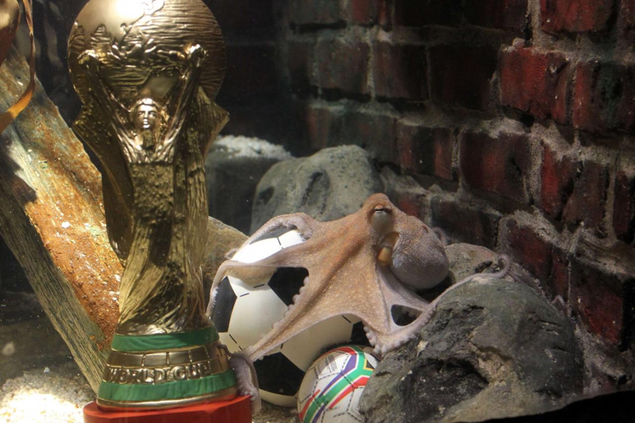 'An octopus named Paul swims past a copy of the FIFA Football World Cup trophy in his aquarium in Oberhausen, western Germany, on July 12, 2010, one day after Spain won the competition. The eight-legg