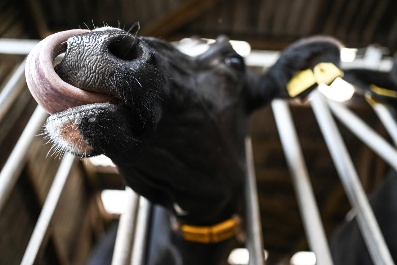 Bluetongue - Cattle