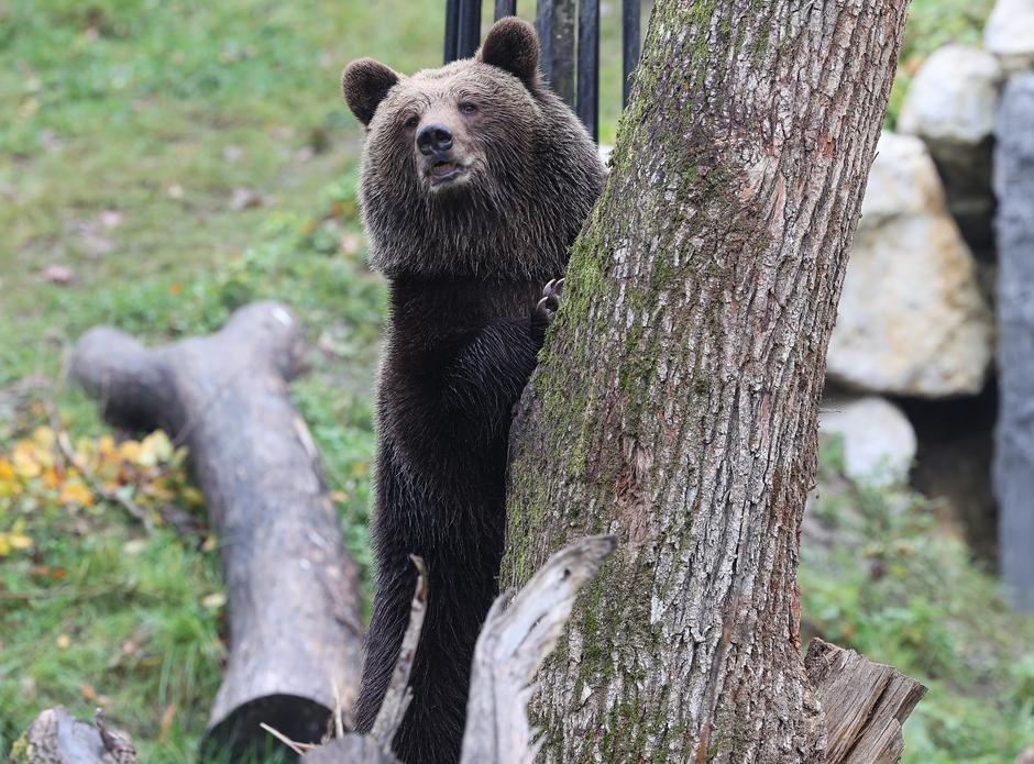 Zagrebački zoološki vrt dobio nove stanovnike, medvjediće Alberta i Ketu