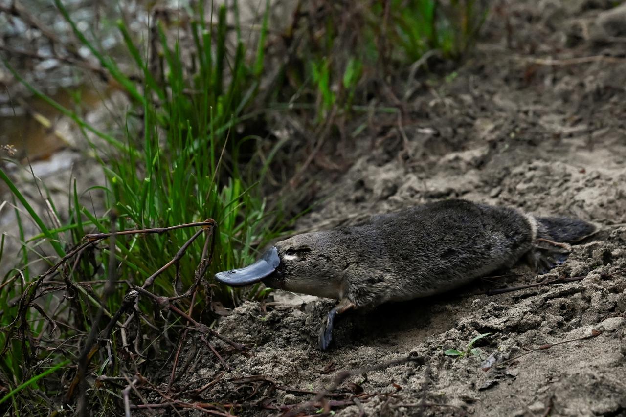 Platypus are released back into Sydney’s Royal National Park for the first time in over fifty years