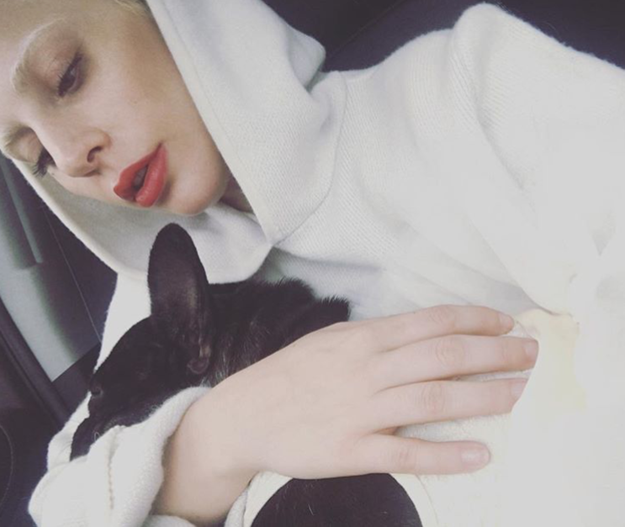 Asia je buldogica sa stilom, a njena vlasnica je pop diva Lady Gaga otvorila joj jeInstagram na kojem ima 245 tisuća pratitelja na Instagramu.