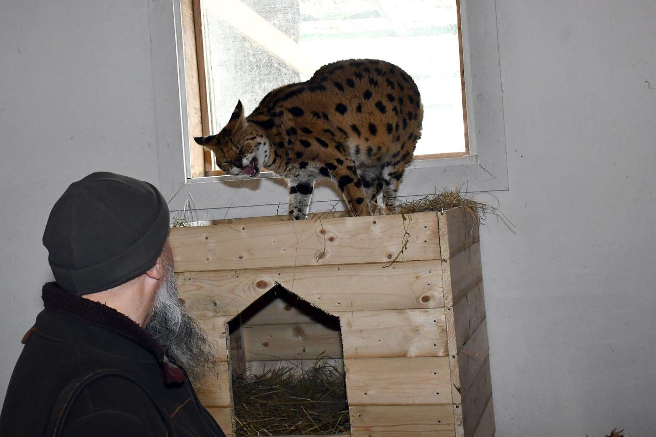 Mačka serval koja je pronađena u Gorskom Kotaru smještena je u privatnom ZOO vrtu Mirka Mileca u Ruščici