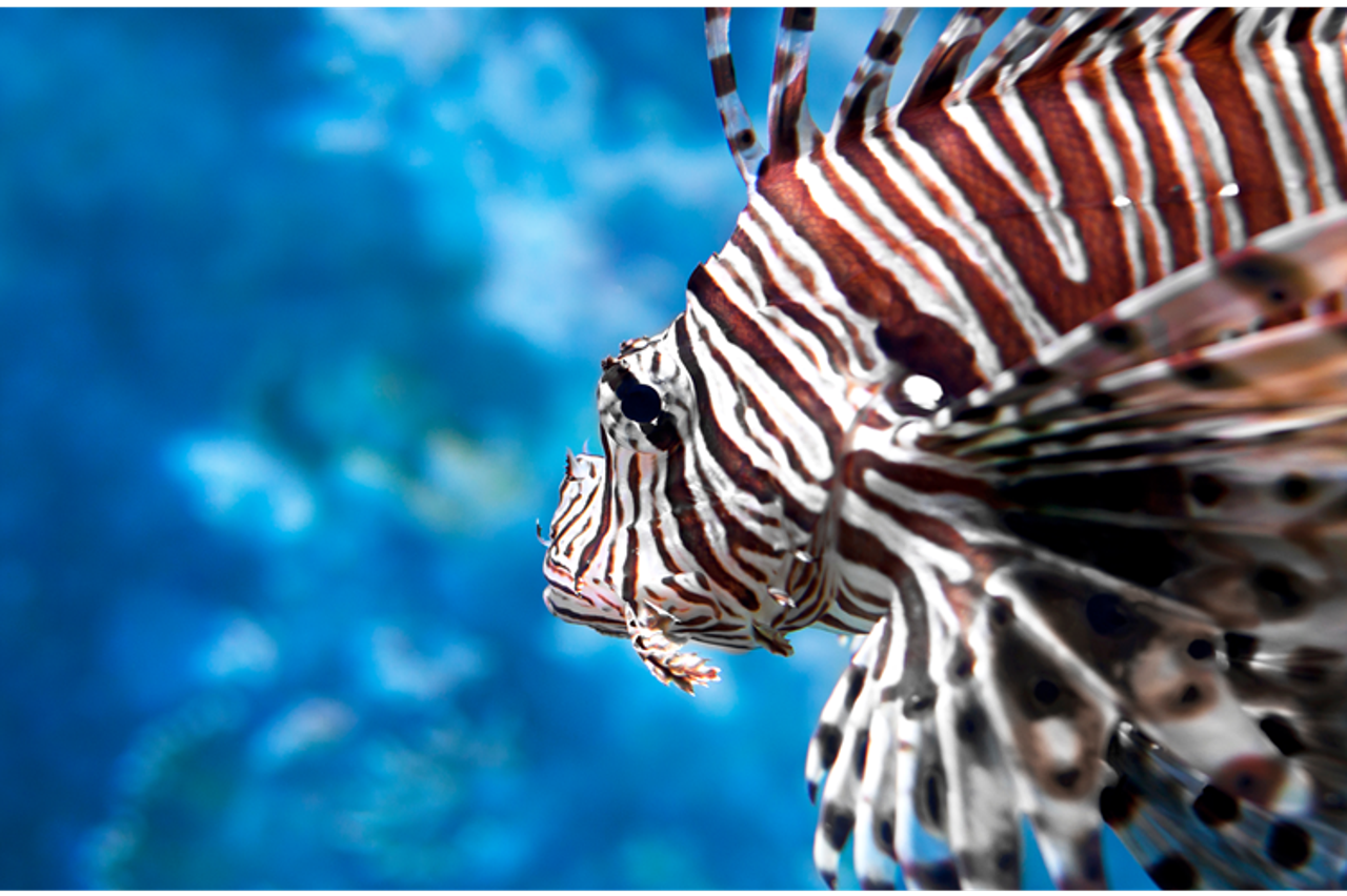 storyeditor/2025-01-10/2_Lionfish_Close-Up.png