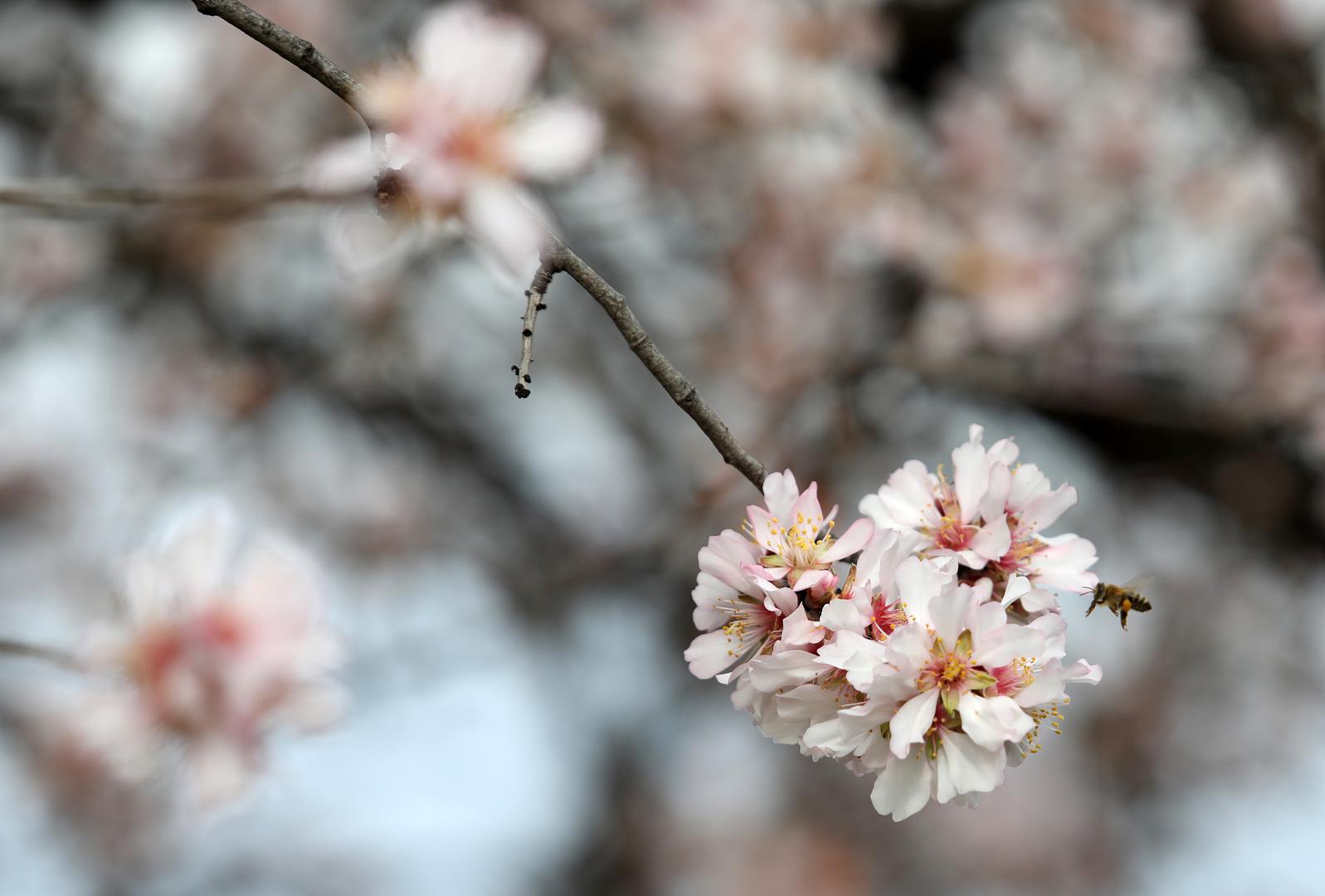 07.02.2024.,Sibenik-Zbog velikih promjena temperatura i zatopljenja procvjetali su badem a i pcele su pocele sakupljati slatke sokove.  Photo: Dusko Jaramaz/PIXSELL