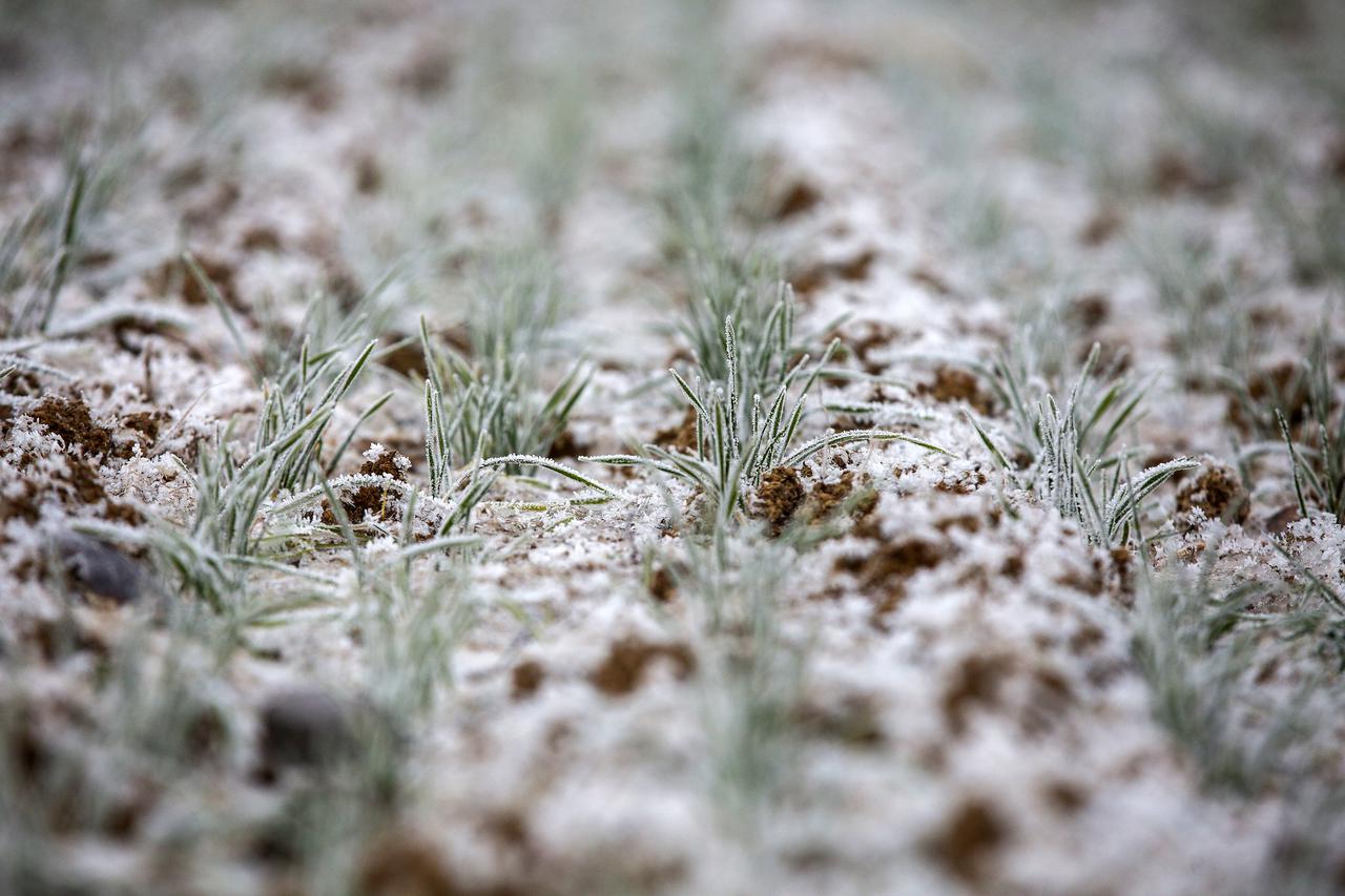 Lekenik: Polje pšenice pod mrazem