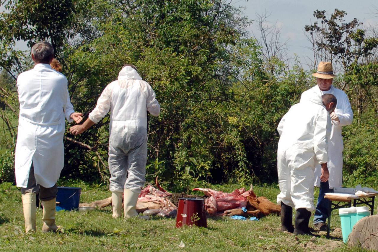 '10.08.2010., Crkveni Bok - Djelatnici Veterinsrskog instituta uzeli su uzorke iz uginilih krava iz kojih ce saznati uzorke uginuca. Photo:Nikola Cutuk/PIXSELL'