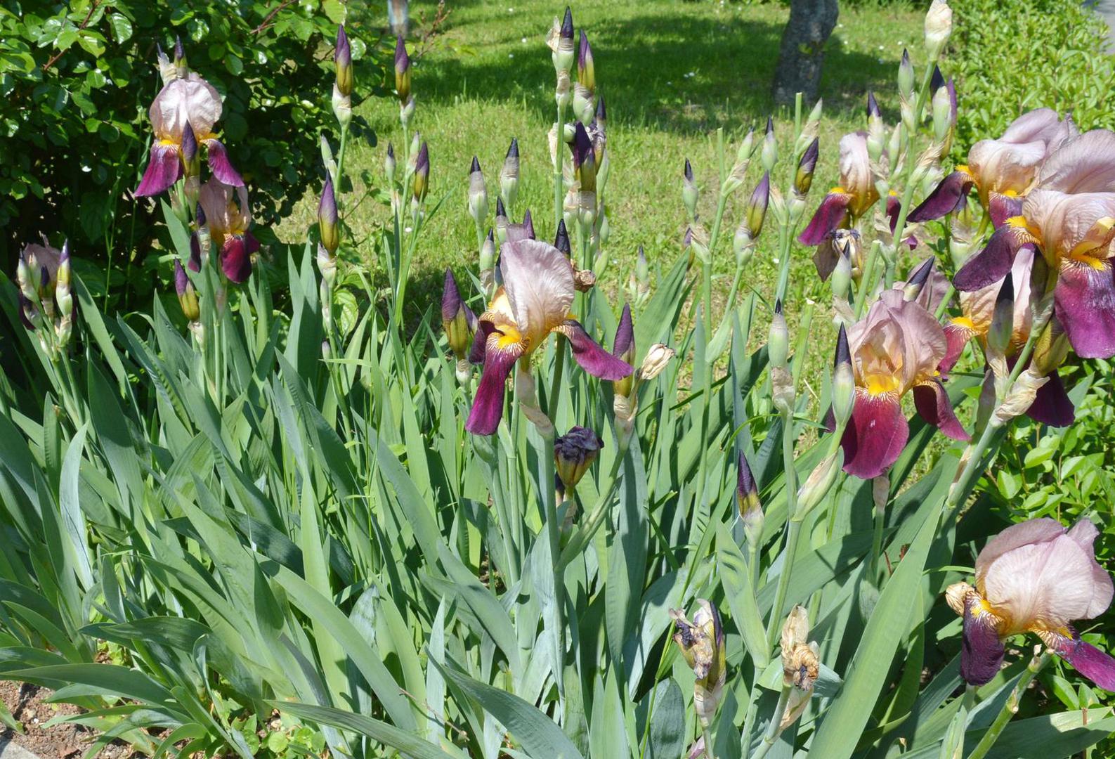 Osim imena iris i perunika, u kajkavskim dijelovima zemlje ovaj cvijet zovu ljeljuja jer su jer su oni boginju Peruniku zvali Ljelja. Na dubrovačkom području taj božanski cvijet zovu bogiša.