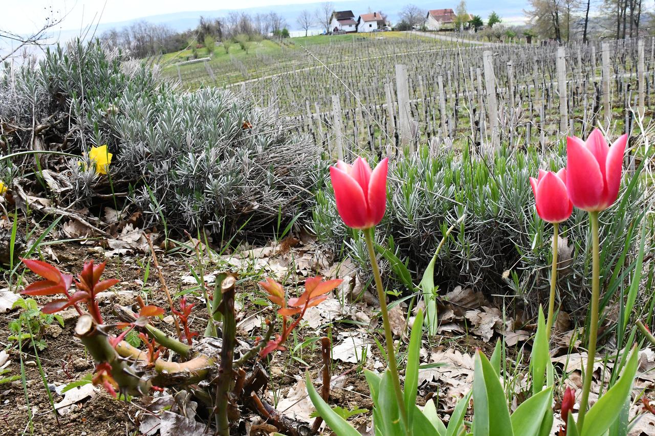 Pleternica - Enolog Franjo Markota u obiteljskoj vinariji i u vinogradu na Cesti ruza i vina.