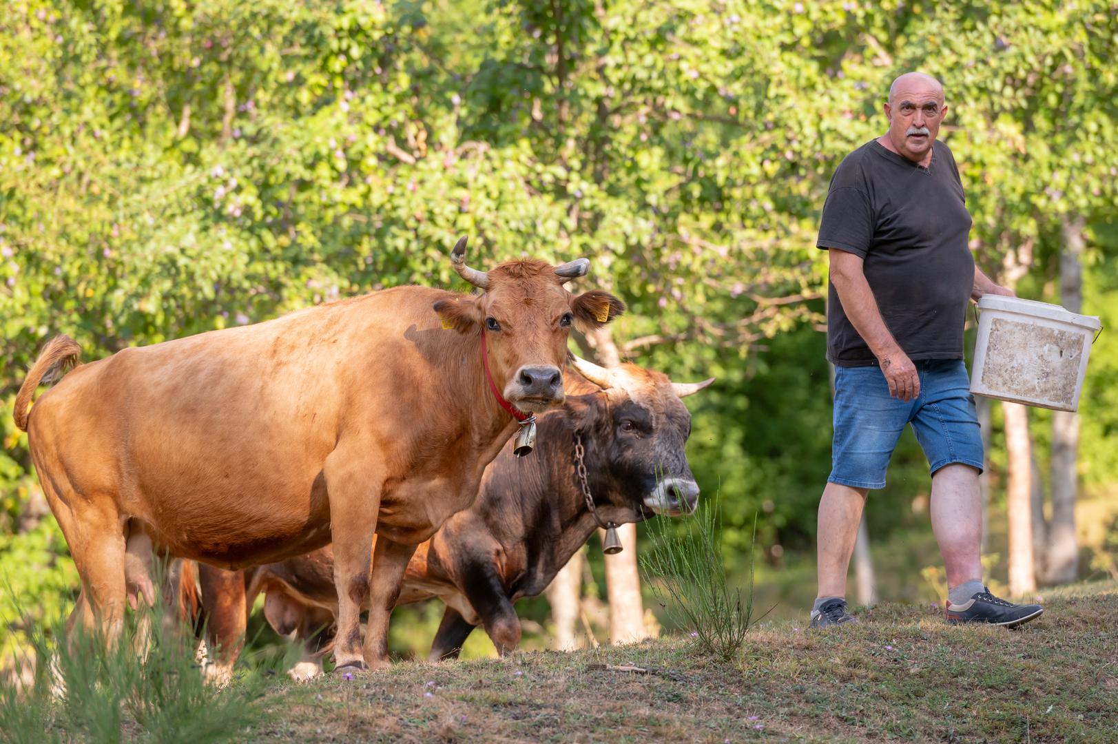 IZMEĐU TRI I ČETIRI tisuće
bala sijena pripremi se za
ishranu goveda, kaže Luka
Budak okružen blagom
