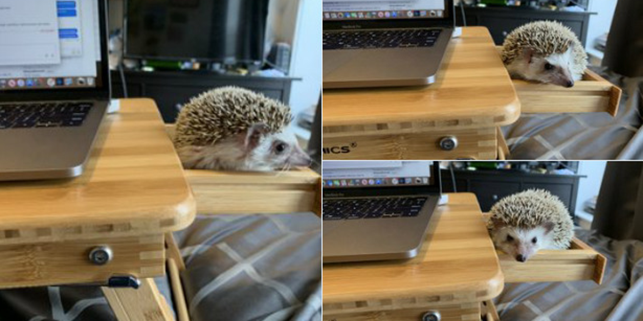 Postolje za laptop ima malu ladicu sa strane koja je savršene veličine da se kućni ljubimac jež smjesti u nju i pravi društvo vlasniku koji radi.
