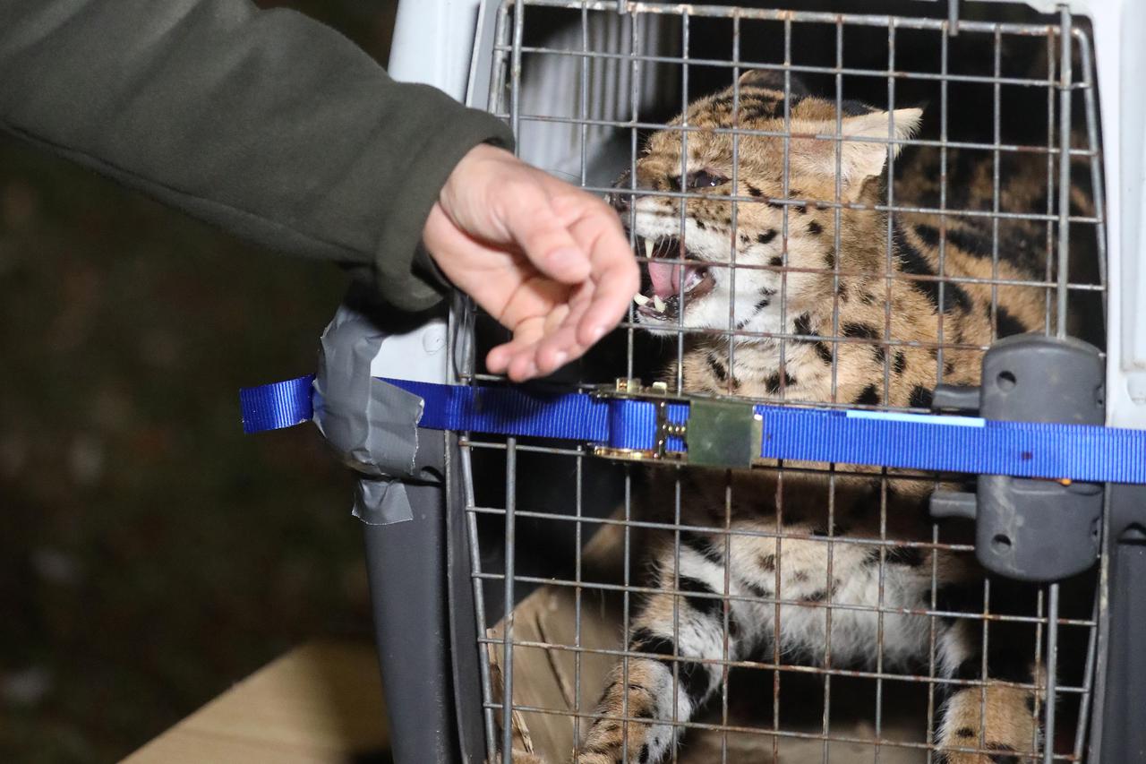 Mačka serval koja je pronađena u Gorskom Kotaru smještena je u privatnom ZOO vrtu Mirka Mileca u Ruščici