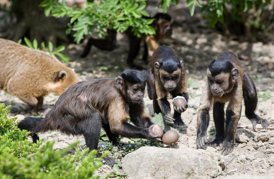 Na Uskrsni ponedjeljak ZOO vrt je svoje je stanovnike tradicionalno počastio sa pisanicama