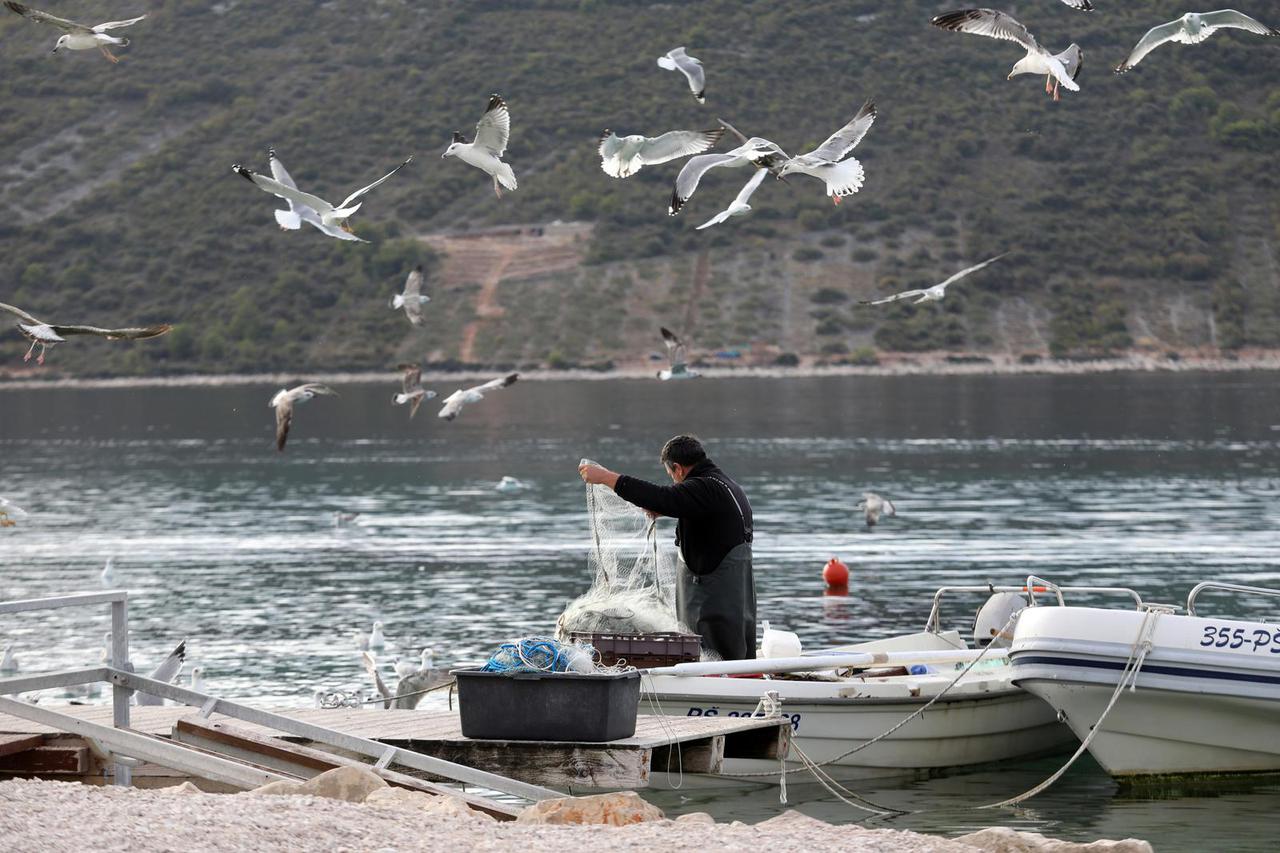 Primošten: Ribar čisti mrežu na radost galebova