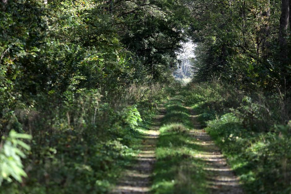 Putevi i staze kroz hrastovu šumu u Turopoljskom lugu