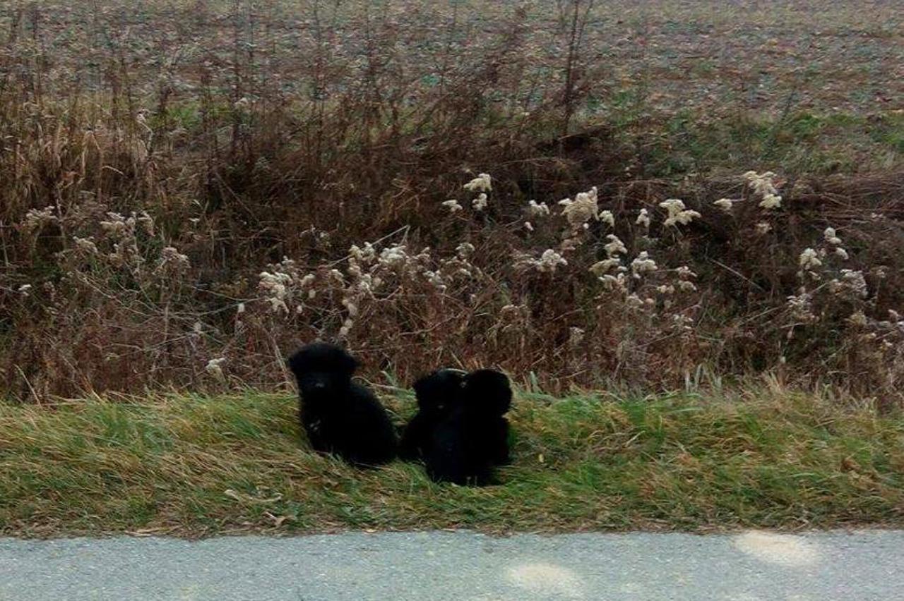 Sklonište za životinje