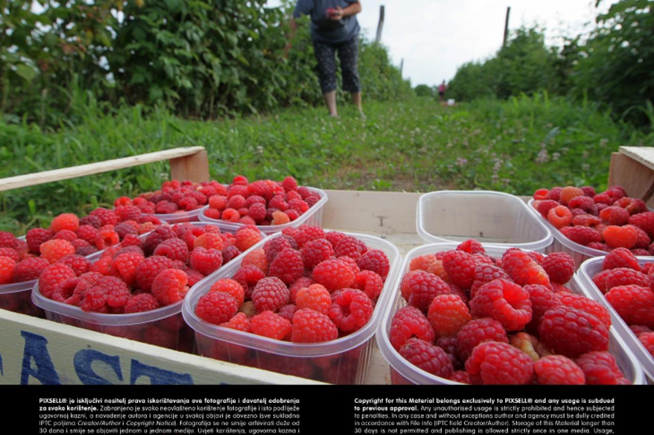 '25.06.2012., Koprivnica - Berba malina, ilustracije.  Photo: Marijan Susenj/PIXSELL'