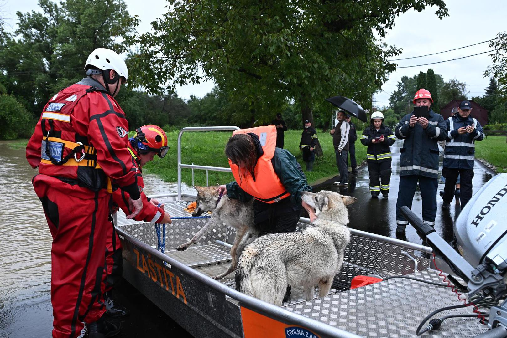 05.08.2023., Drenje Brdovecko - Civilna zastita i HGSS spasavaju zivotinje iz poplavljenjih domova Photo: Davor Puklavec/PIXSELL