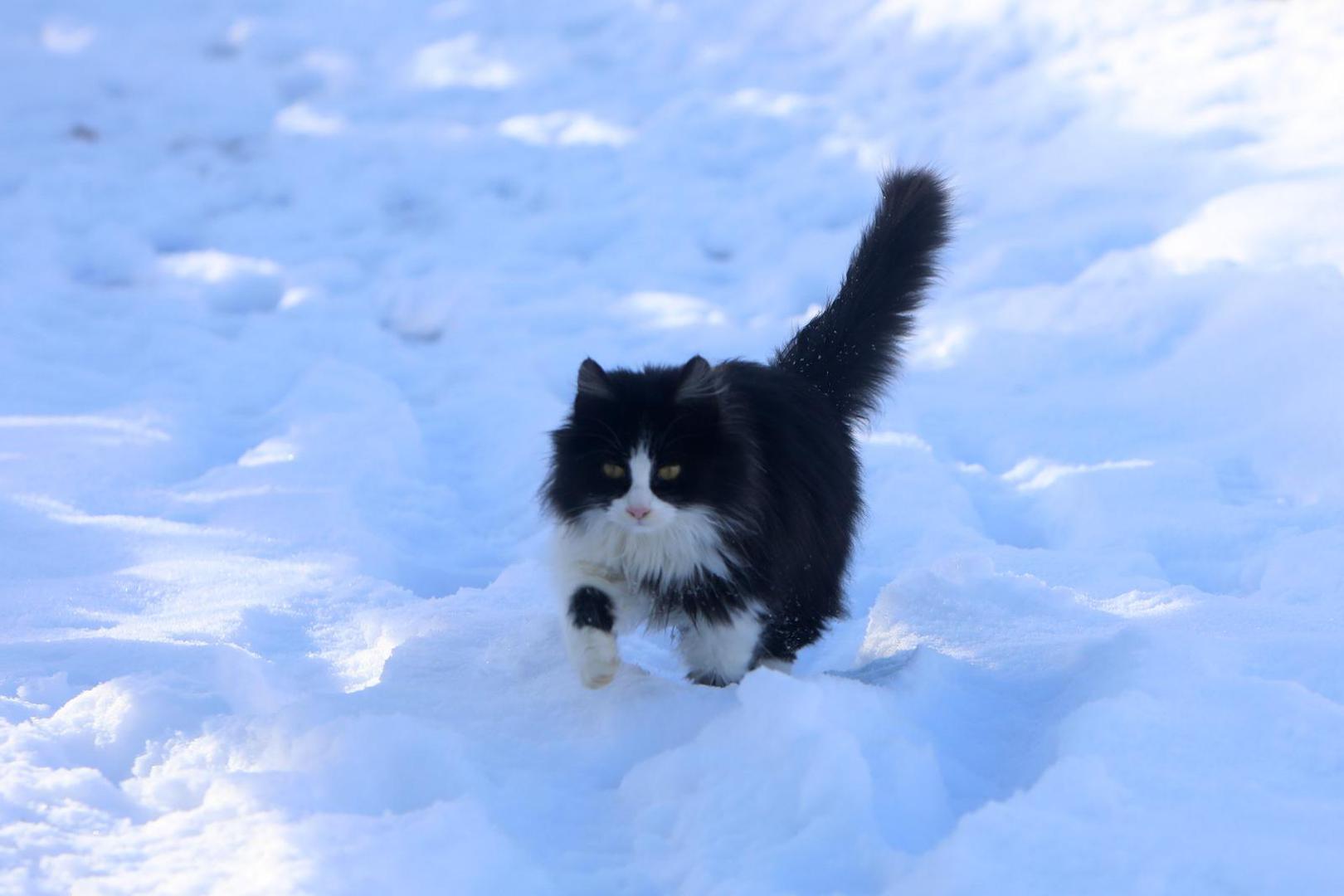 12.12.2022., Kuterevo - Tijekom noci u Kuterevu je palo desetak centimetara novog snijega koje je ovom lickom  selu dalo pravi zimski ugodaj.  Photo: Kristina Stedul Fabac/PIXSELL