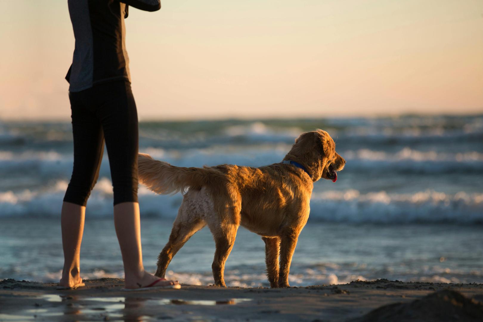 Postoji li bolji način za uživanje u ljetu od posjeta plaži? Bilo da ove godine planirate odmor kod kuće ili neko putovanje, važno je biti svjestan potencijalnih opasnosti koje more može predstavljati za vašeg psa, uključujući one koje mogu biti opasne po život. Veterinarka dr. Rebecca MacMillan i britanska platforma za čuvanje kućnih ljubimaca TrustedHousesitters upozoravaju na razne rizike, poput ostataka žara s roštilja i konzumacije slane vode, koji mogu biti opasni za vašeg ljubimca, piše Daily Mail. 