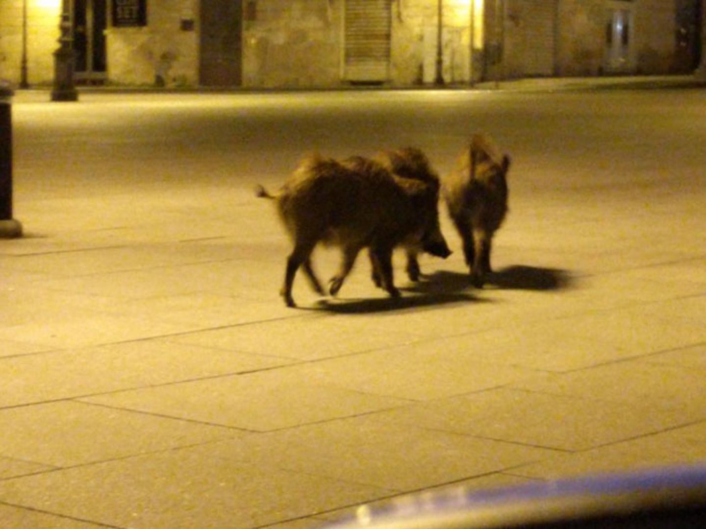 Italija, koja je u potpunoj karanteni, vidjela je sličnu situaciju. Na ulice su izašle divlje svinje, također u potrazi za hranom.