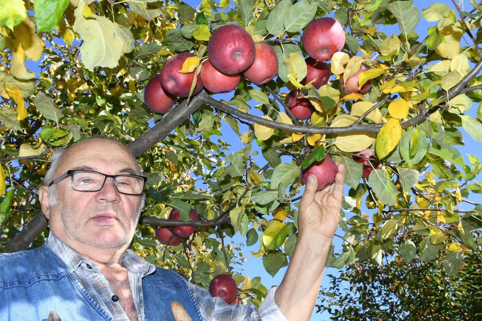 28.10.2020., Cvetkovec - Pavle Kovacic uzgaja i skuplja starinske domace sorte jabuka kojih u svom vocnjaku ima preko 800 vrsta. 
Photo:Damir Spehar/PIXSELL