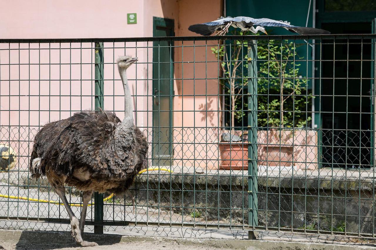 Zagreb: Životinje uživaju u miru i tišini zoološkog vrta