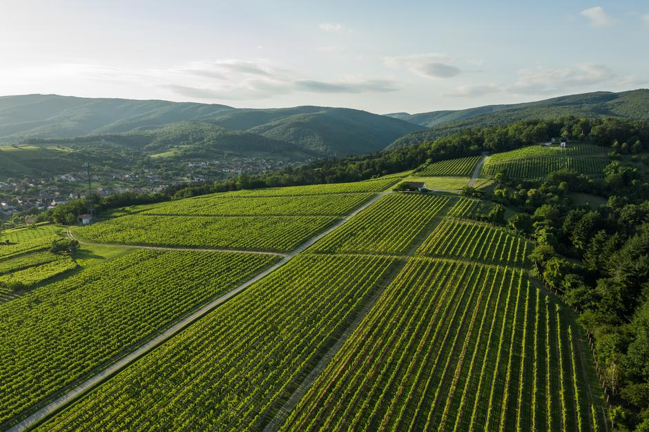 Vinarija KUTJEVO