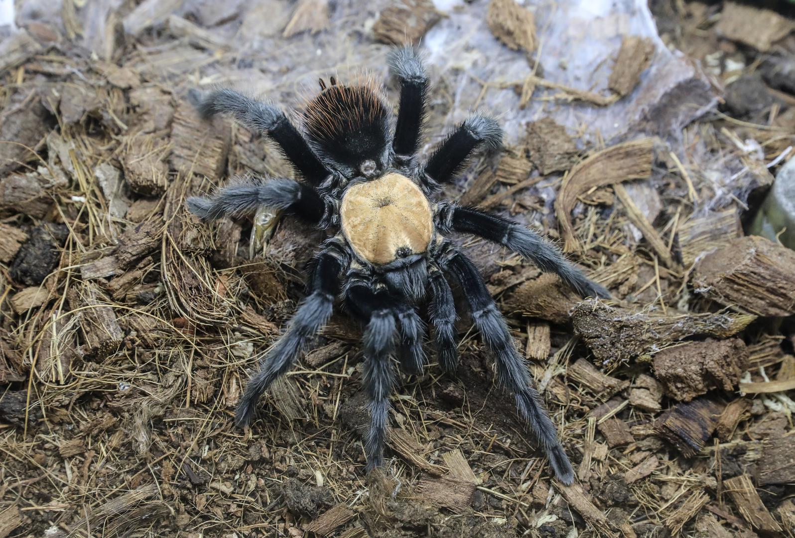 Tarantule se brane bacanjem bodljikavih dlačica na svoje napadače, a ako se tarantula osjeti uplašeno, koristi prednje noge da usmjeri bodljikave dlačice s trbuha. 