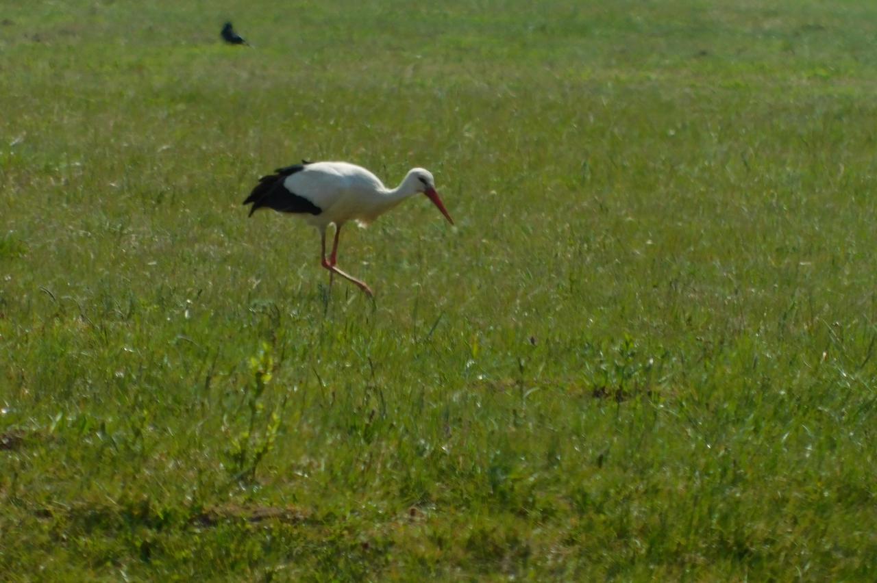 Lonjsko polje