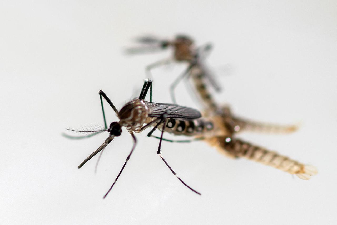 Dengue outbreak in Guatemala City