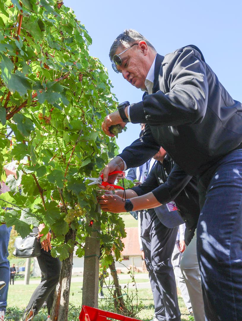 Organizator berbe je Grad Jastrebarsko, a ovogodišnja Diplomatska berba u Jaski održava se u vinogradu obitelji Roberta Braje u Lokošin Dolu.