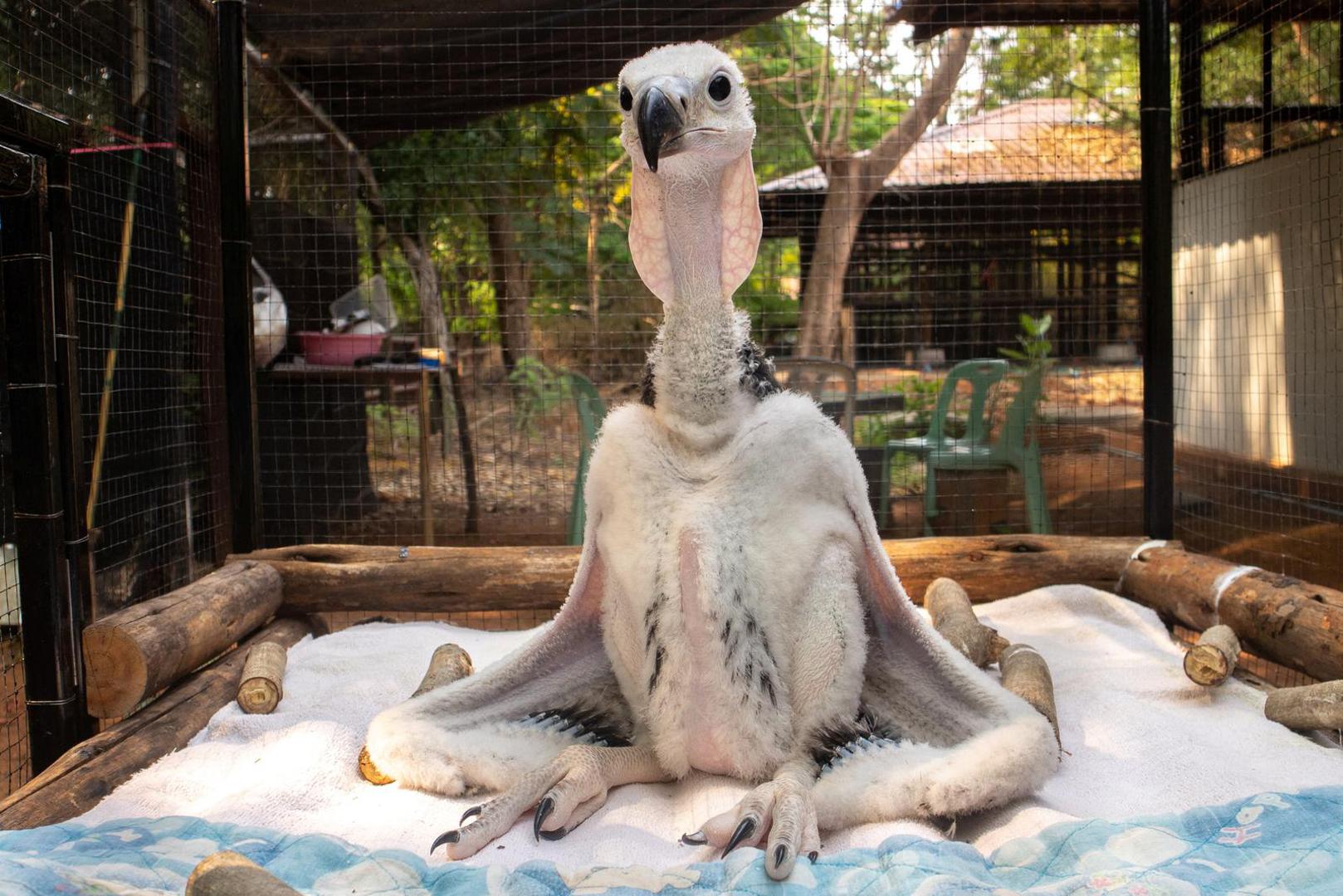 A new born red-headed vulture is pictured at Nakhon Ratchasima Zoo, Thailand, April 15, 2023. Animal Conservation And Research Institute/Handout via REUTERS ATTENTION EDITORS - THIS IMAGE HAS BEEN SUPPLIED BY A THIRD PARTY. NO RESALES NO ARCHIVES Photo: ANIMAL CONSERVATION AND RESEARCH/REUTERS