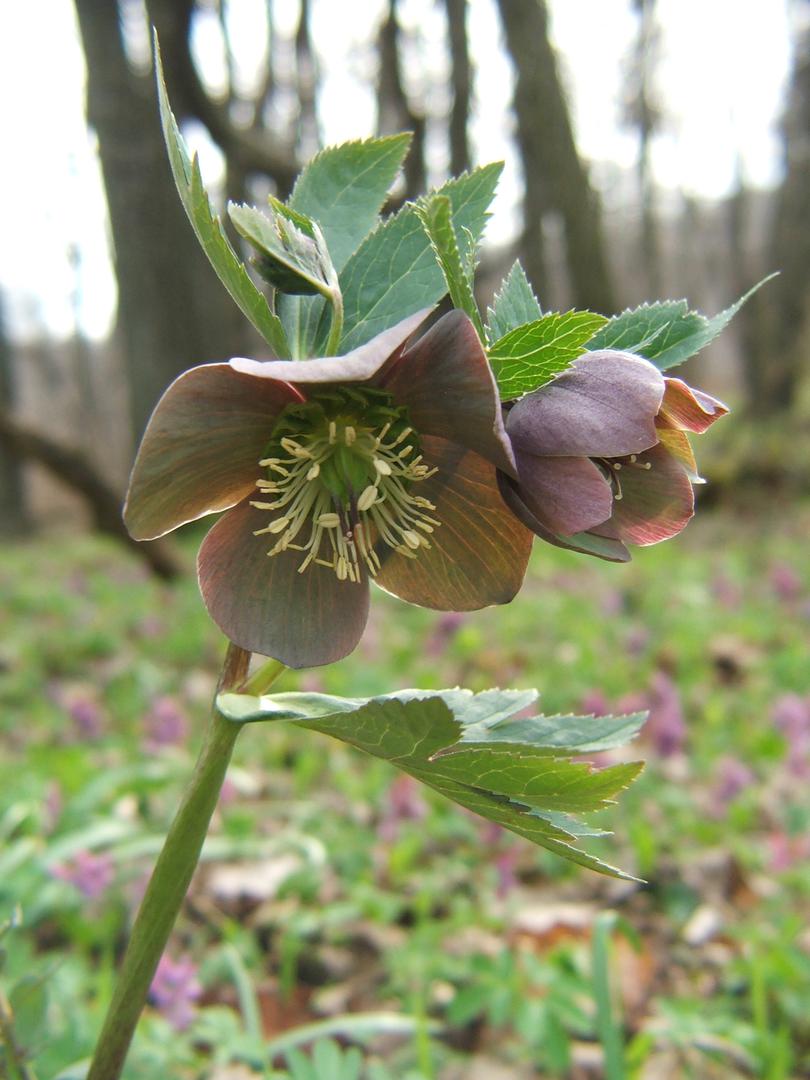 Grimizasti kukurijek ili Helleborus purpurascens nalazimo u istim staništima kao i mirisavi i sitnocvjetni kukurijek