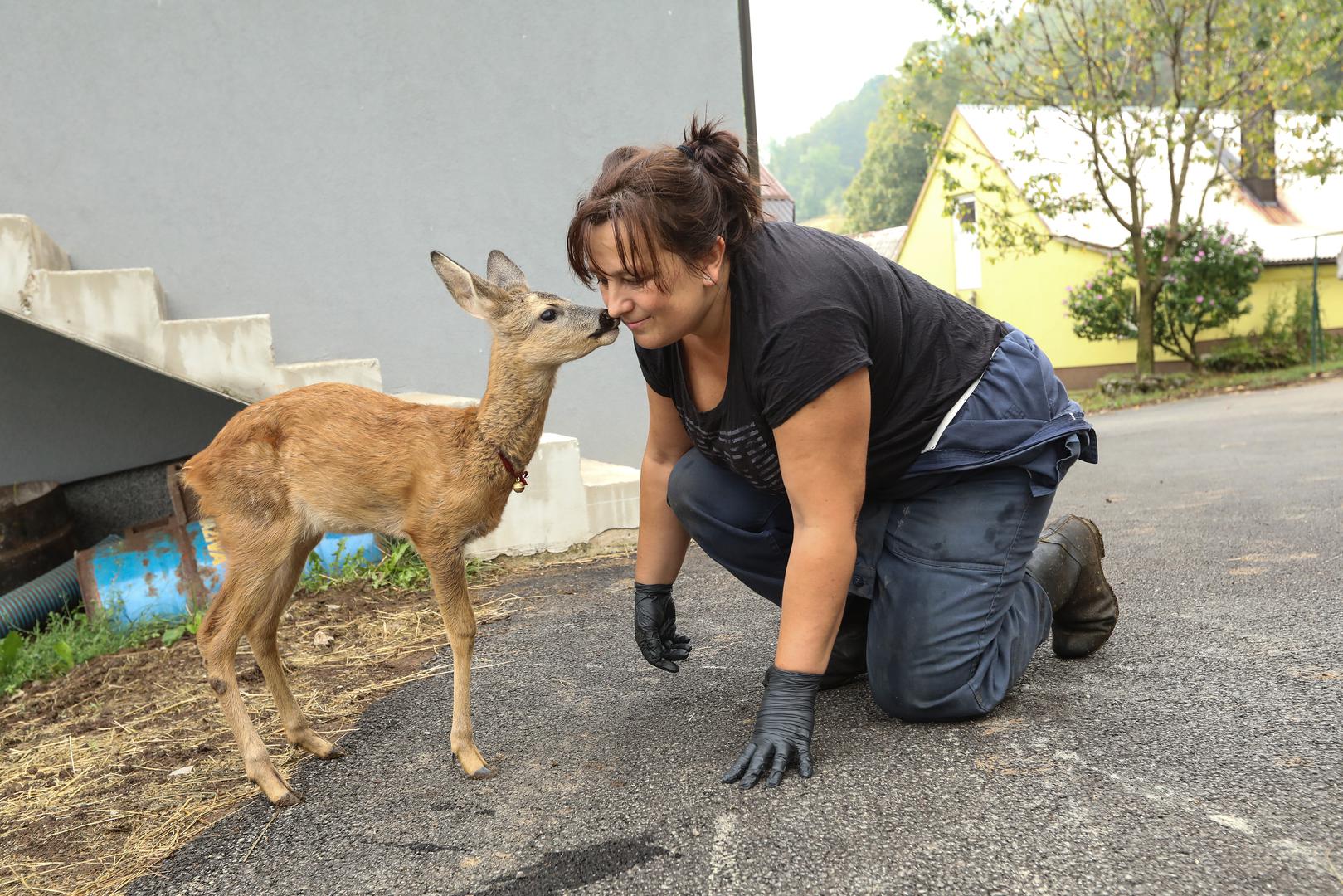 Veterinar je uspio sanirati amputiranu nogicu, ali nije bio siguran u uspjeh oporavka malog stvorenja. Ipak, Nikolina nije izgubila nadu. Svakodnevno je previjala i čistila ranu, brižno njegujući lane kojem su dali ime Juriša.