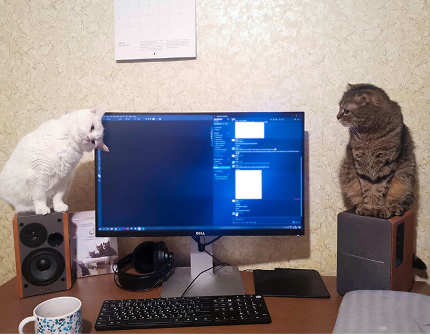 Dvije mačke odlučile su sabotirati svog vlasnika u obavljanju poslovnih obaveza kod kuće.
